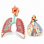 Human Respiratory System with Magnified Alveolus